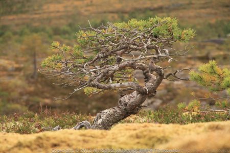 Voyage rando kayak en Norvege - Naturkajak15